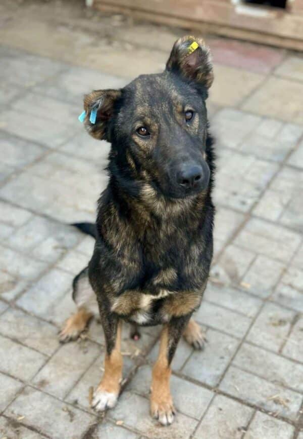 HACHIKO (♂) - kommt nicht gut zurecht, dominanter Rüde mit im Kennel – Bild 3