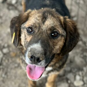 FRIDDY (♂) - ausgereist zur Tierhilfe Lebenswert