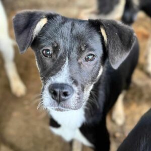 ESTELLA (♀) - geht als Zarteste im Kennel unter - auf PDR PS im PLZ Bezirk 95  - vermittelt