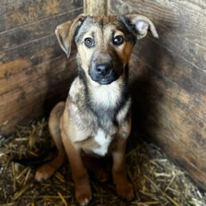 IXXI (♀) - sollte bald ausreisen - vermittelt LS