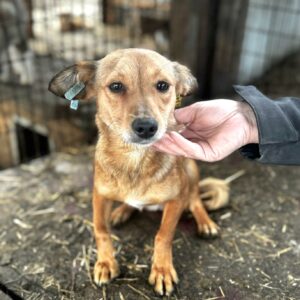 LINDIA (♀) - sehr dünn, gestresst im völlig überfüllten Kennel - ausgereist zu Vierbeiner in Not