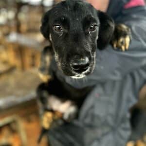 ELAYNE (♀) - auf PDR PS im PLZ Bezirk 99 - vermittelt