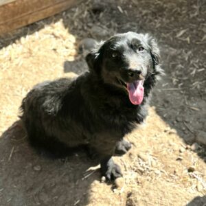 KIWI (♀) - ausgereist zum TST Rösrath