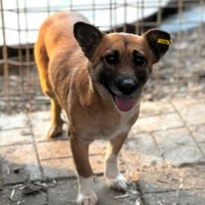 KLEINMY (♀) - ausgereist zu TINO