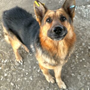 MERLIN (♂) - vermittelt MH