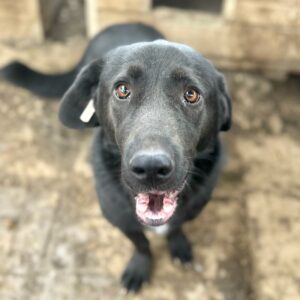 BELLAMIE (♀) - RBB 07/24