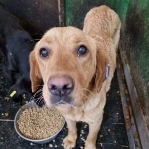 CHIARA (♀) - mehrere Bisswunden, völlig abgemagert - jetzt auf PDR PS im PLZ Bezirk 65 - vermittelt