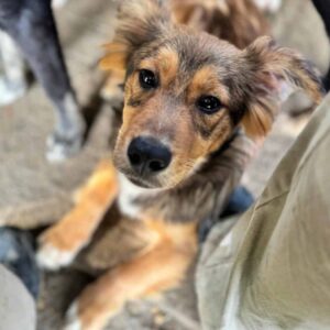 CORCHIANO (♂) - ausgereist zu Mit Tieren leben