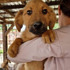 SANYU (♂) - RBB 07/24