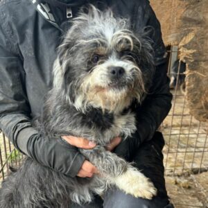 HAMMY (♂) - RBB 04/24