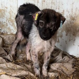 JACKY (♂) - Notfall - zu dünn, starke Hautprobleme - reserviert Tierhilfe Lebenswert DR - vermittelt