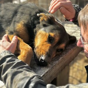 IUBITA (♀) - reserviert Tierhilfe Lebenswert DR - vermittelt