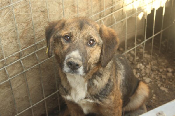 FRIDDY (♂) - ausgereist zur Tierhilfe Lebenswert – Bild 4