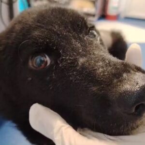 CIPRIAN (♂) - nach Wirbelsäulen-OP schnellstmöglich Platz gesucht - reserviert Tierhilfe Lebenswert DR - vermittelt