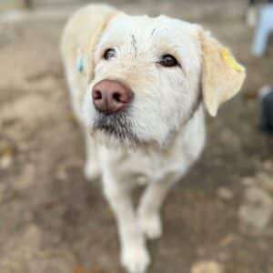 IRMELI (♀) - RBB 04/24