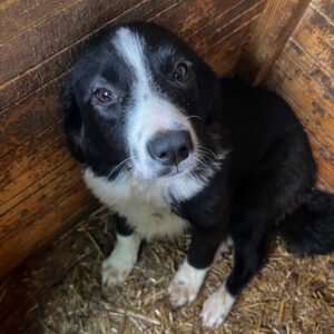 STUPSI (♀) - auf PDR PS im PLZ Bezirk 92 - vermittelt