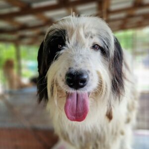 OONA (♀) - stark verfilzt - seit 2021 im Shelter - ausgereist zum TH Gifhorn