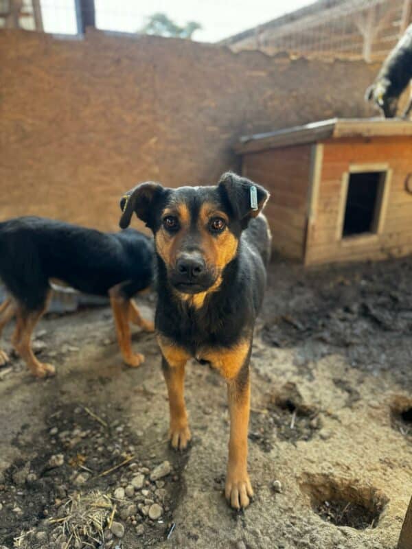 IUBITA (♀) - reserviert Tierhilfe Lebenswert DR - vermittelt – Bild 4