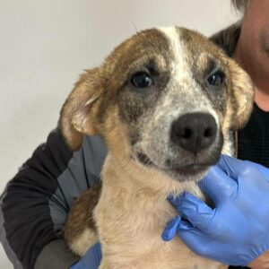 ELLIS (♀) (= Shedir)