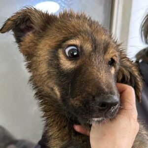 TALIESIN (♂) - vermittelt MD