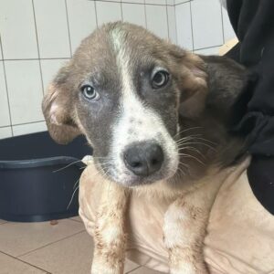 LIBELU (♂) - auf PDR PS im PLZ Bezirk 54 - vermittelt