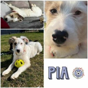 PIA (♀) in 15306 Seelow - vermittelt