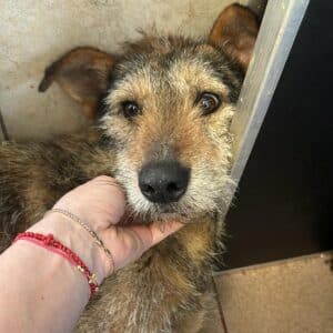 SISANA (♀) - Vorderbein wurde amputiert, sollte zeitnah reisen - ausgereist zum TH Tuttlingen