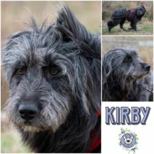 KIRBY (♂) in 18311 Ribnitz Damgarten - vermittelt