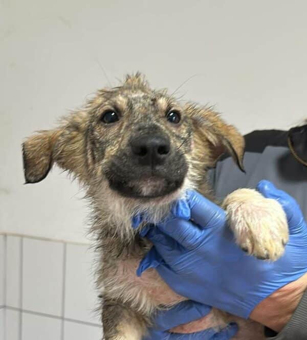 JOCKEL (♂) - ausgereist zur Hundescheune Fläming – Bild 9