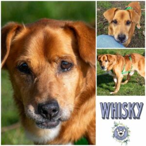 Whisky (♂) in 18311 Ribnitz Damgarten - vermittelt