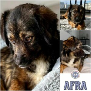 AFRA (♀) in 15806 Zossen bei Berlin - vermittelt