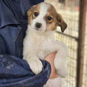 TAPSY (♀) - auf PDR PS im PLZ Bezirk 2 - vermittelt