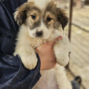 UPPES (♂) - auf PDR PS im PLZ Bezirk 92 - vermittelt