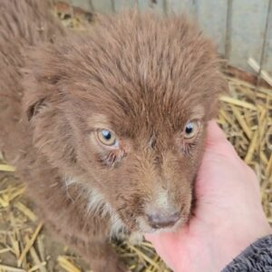 CAYLA (♀) - vermittelt MD