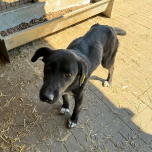 AVIANA (♀) - Notfall: Mobbingopfer - vermittelt Kathleen Müller