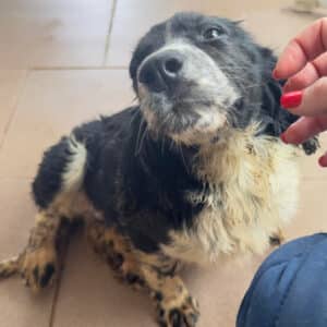 IZZARA (♀) - ausgereist zum Kinder- und Tierschutzhof Hahnenberg