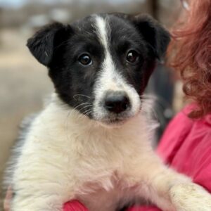 INDIANA (♀) - vermittelt LS