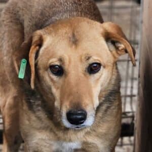 IVEN (♂)  - sollte dringend ausreisen, schon unsicher