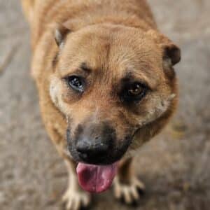 LOANA (♀) - rechtes Auge defekt