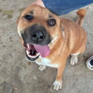 LOANA (♀) - rechtes Auge defekt