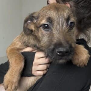 JASPIS (♂) - ausgereist zur Tierhilfe Lebenswert