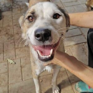 HERMANN (♂) - ausgereist zum TST Rösrath (SAS)