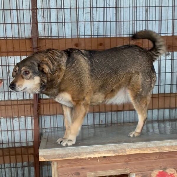 AMBI (♀) – Bild 3