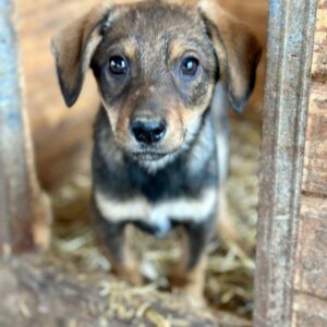 EDO (♂) - auf PDR PS im PLZ Bezirk 54 - vermittelt