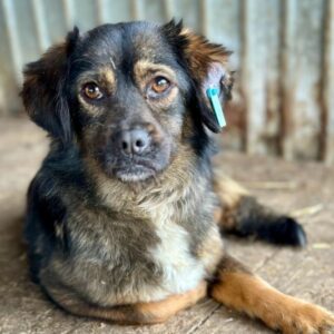 AFRA (♀) - auf PDR PS im PLZ Bezirk 15 - vermittelt