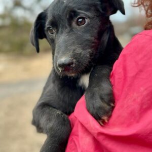 NIA (♀) - im Shelter bereits etwas unsicher - jetzt auf PDR PS im PLZ Bezirk 54 - vermittelt