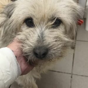 SÖCKCHEN (♀) - ausgereist zum TST Rösrath