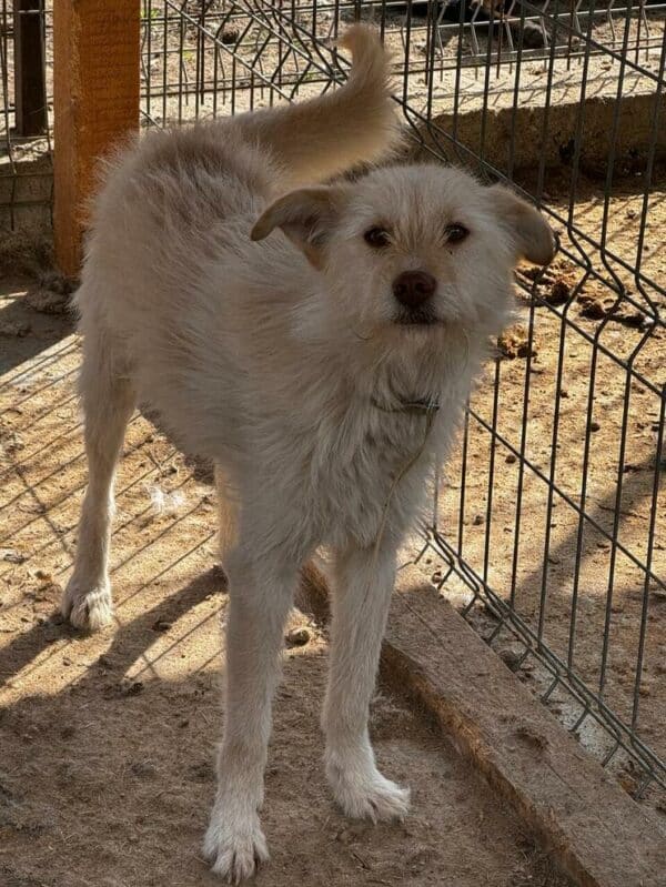 RALLE (♂) – Bild 14