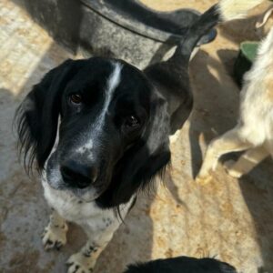 ORWELL (♂) - ausgereist zum TST Rösrath