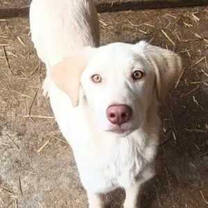 MIRJA (♀) - vor Ort vermittelt 03/24